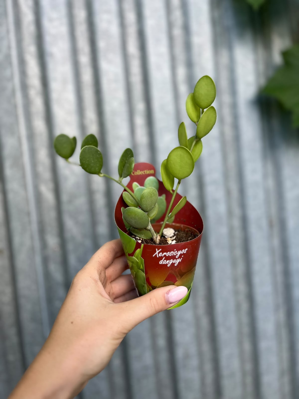 Xerosicyos Danguyi