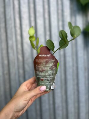 Xerosicyos Danguyi