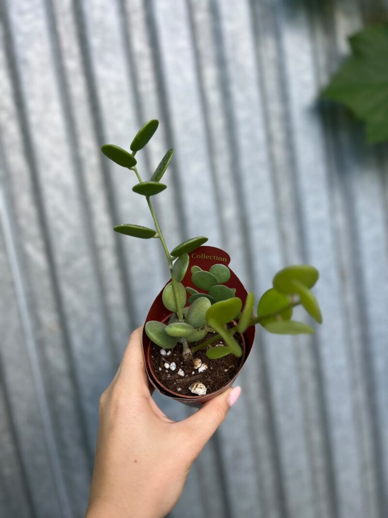 Xerosicyos Danguyi