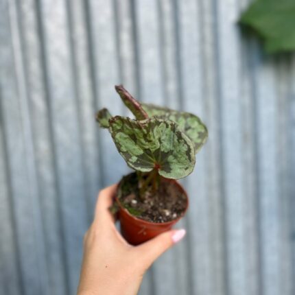 Begonia umbrella hybrid