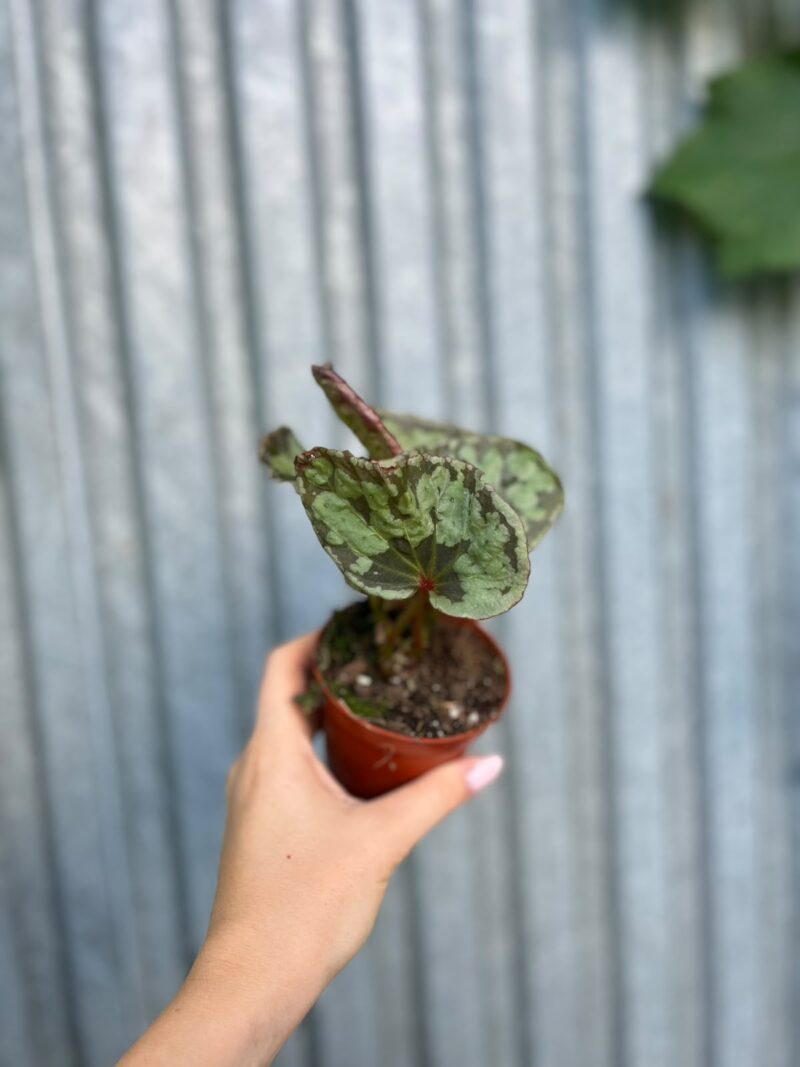 Begonia umbrella hybrid