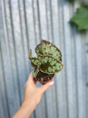 Begonia umbrella hybrid
