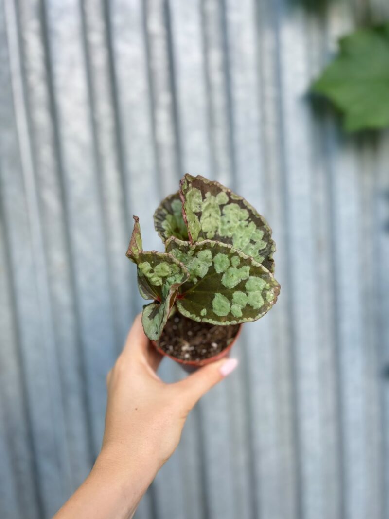 Begonia umbrella hybrid