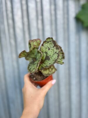 Begonia umbrella hybrid