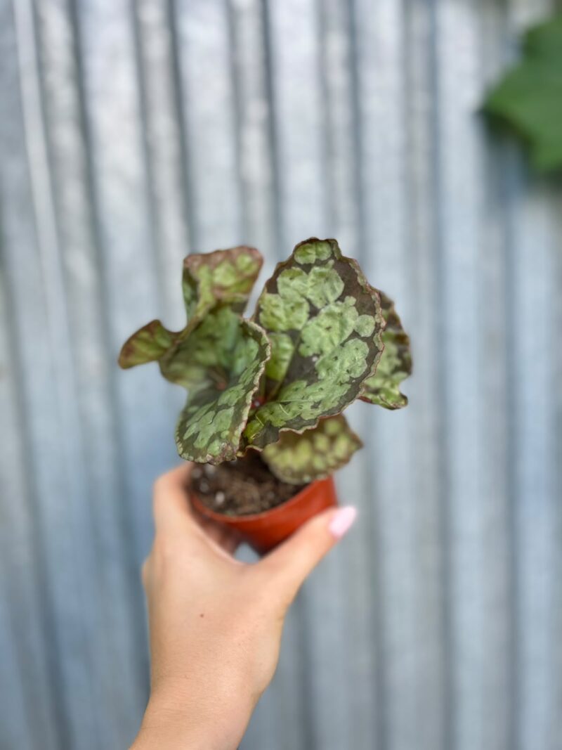 Begonia umbrella hybrid