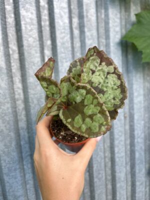 Begonia umbrella hybrid