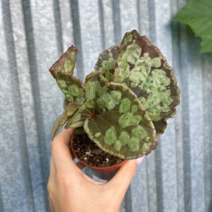 Begonia umbrella hybrid