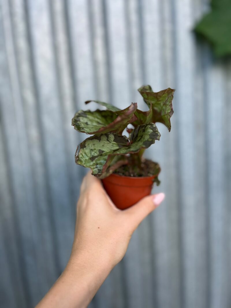 Begonia umbrella hybrid