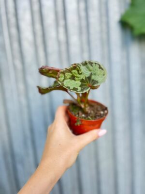Begonia umbrella hybrid