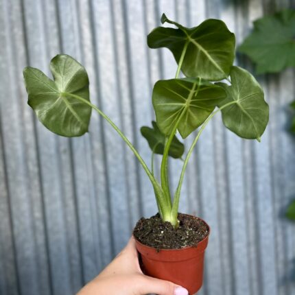 Alocasia micholitziana Round Type | Alokazja