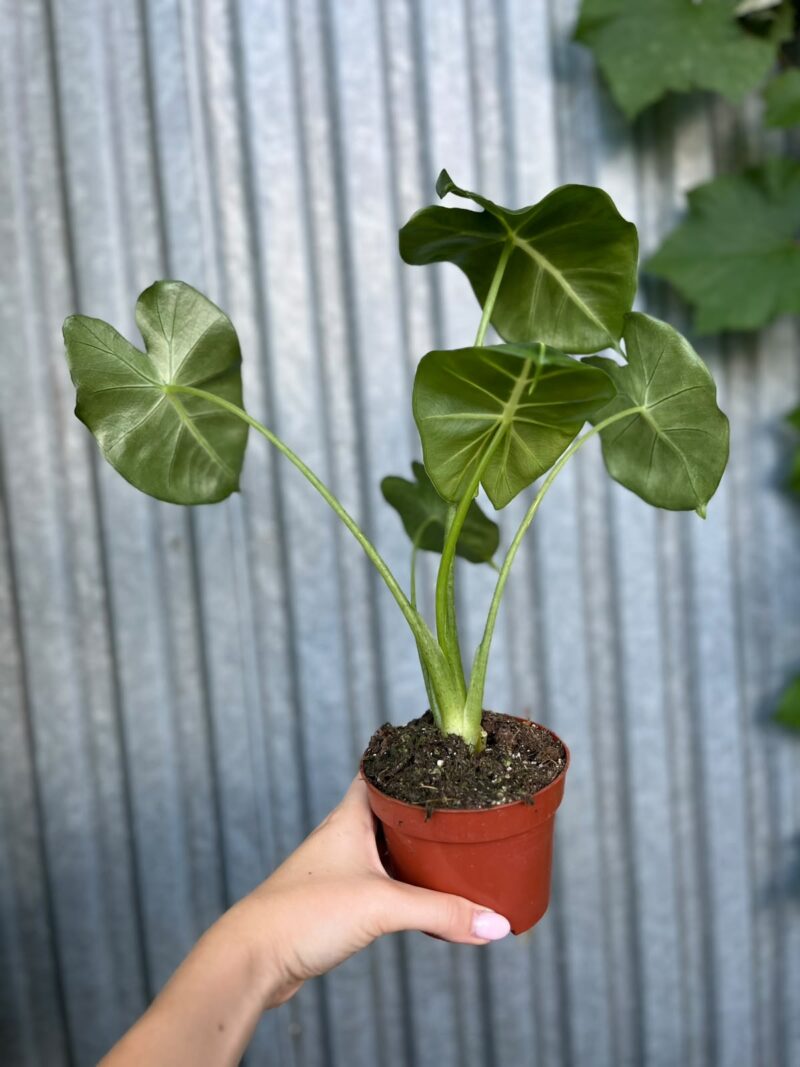 Alocasia micholitziana Round Type | Alokazja