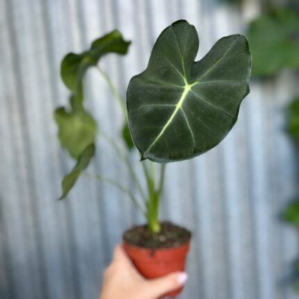 Alocasia micholitziana Round Type | Alokazja
