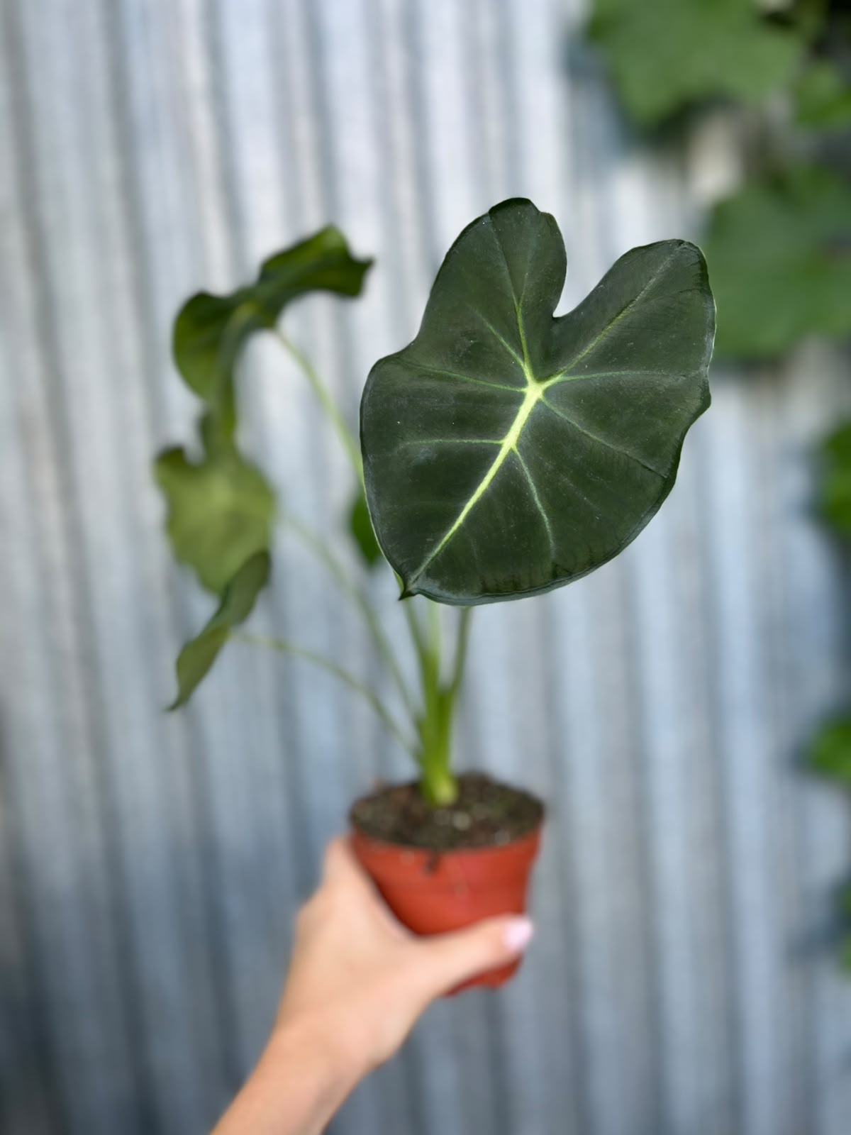 Alocasia micholitziana Round Type | Alokazja
