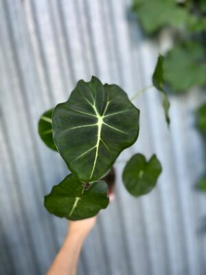 Alocasia micholitziana Round Type | Alokazja