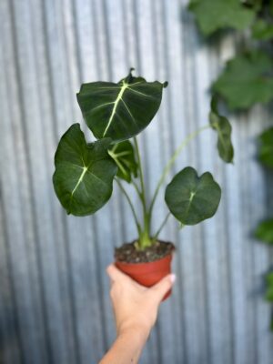 Alocasia micholitziana Round Type | Alokazja