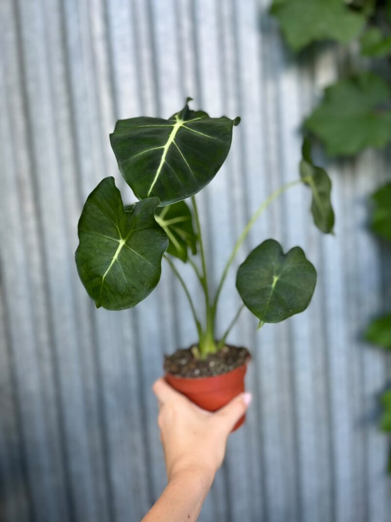 Alocasia micholitziana Round Type | Alokazja
