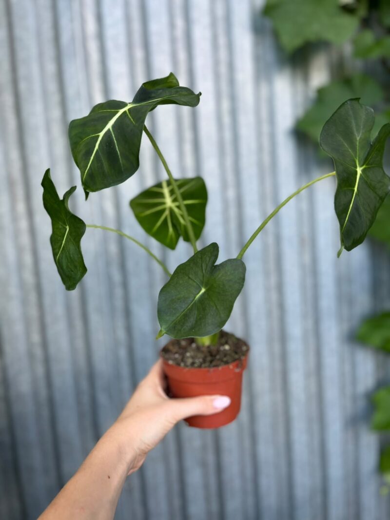 Alocasia micholitziana Round Type | Alokazja