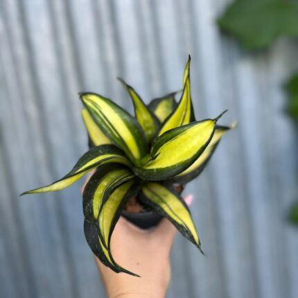 Sansevieria trifasciata Hahnii ‘Galaxy Curly’