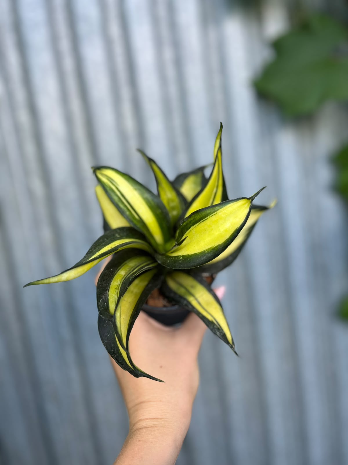 Sansevieria trifasciata Hahnii ‘Galaxy Curly’