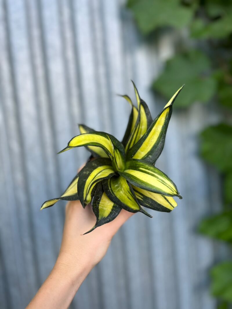 Sansevieria trifasciata Hahnii ‘Galaxy Curly’