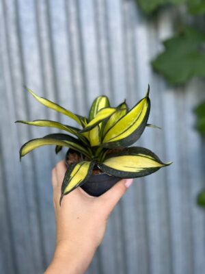Sansevieria trifasciata Hahnii ‘Galaxy Curly’