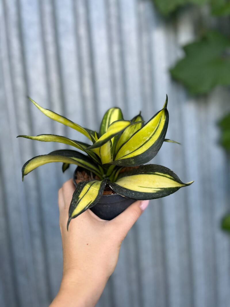 Sansevieria trifasciata Hahnii ‘Galaxy Curly’