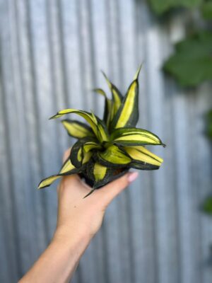 Sansevieria trifasciata Hahnii ‘Galaxy Curly’