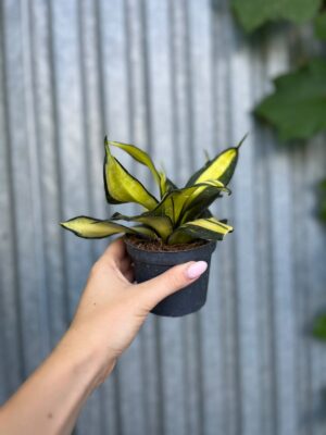 Sansevieria trifasciata Hahnii ‘Galaxy Curly’