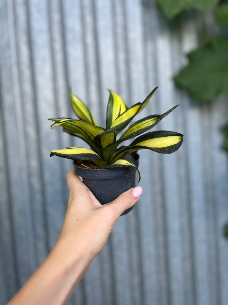 Sansevieria trifasciata Hahnii ‘Galaxy Curly’