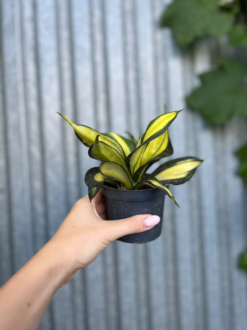 Sansevieria trifasciata Hahnii ‘Galaxy Curly’