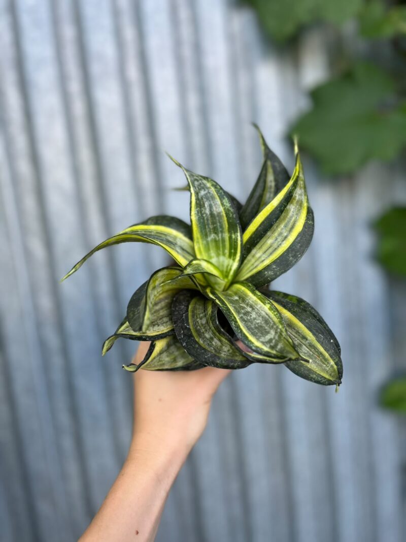 Sansevieria trifasciata Hahnii Tornado