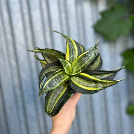 Sansevieria trifasciata Hahnii Tornado