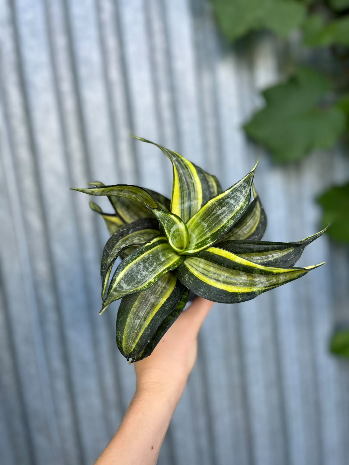 Sansevieria trifasciata Hahnii Tornado