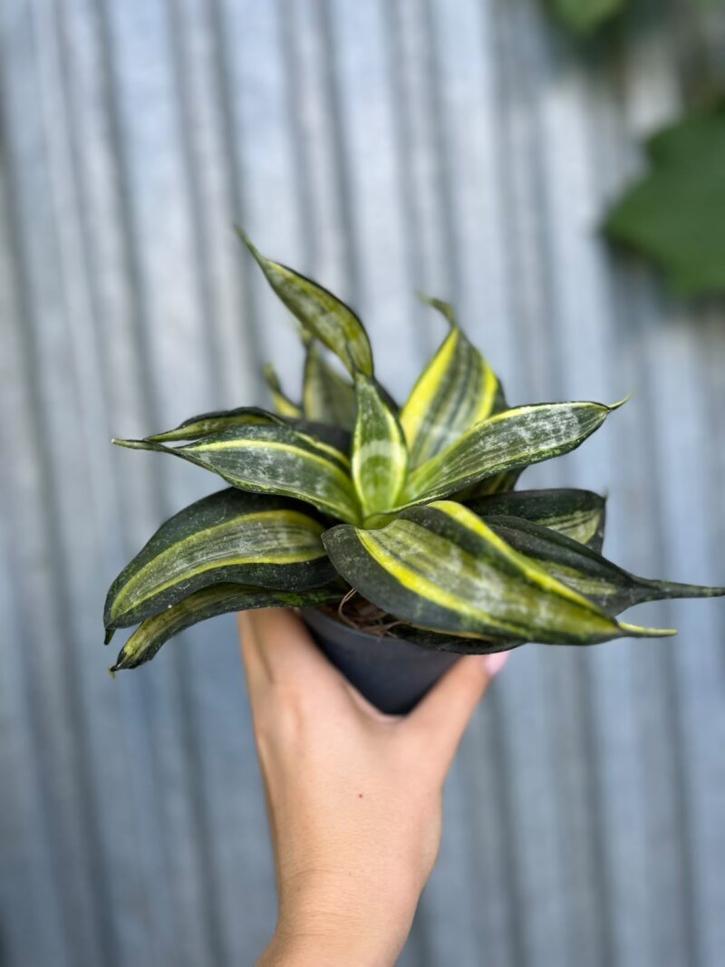 Sansevieria trifasciata Hahnii Tornado