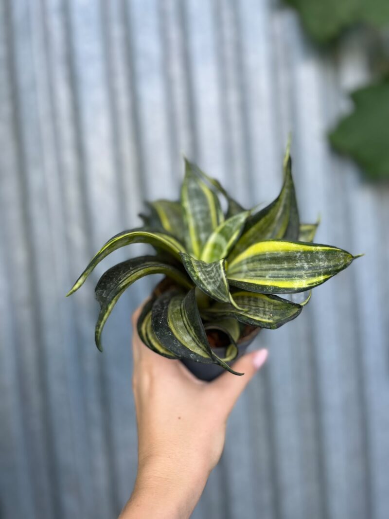 Sansevieria trifasciata Hahnii Tornado