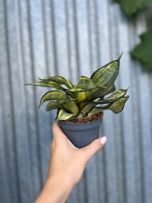 Sansevieria trifasciata Hahnii Tornado