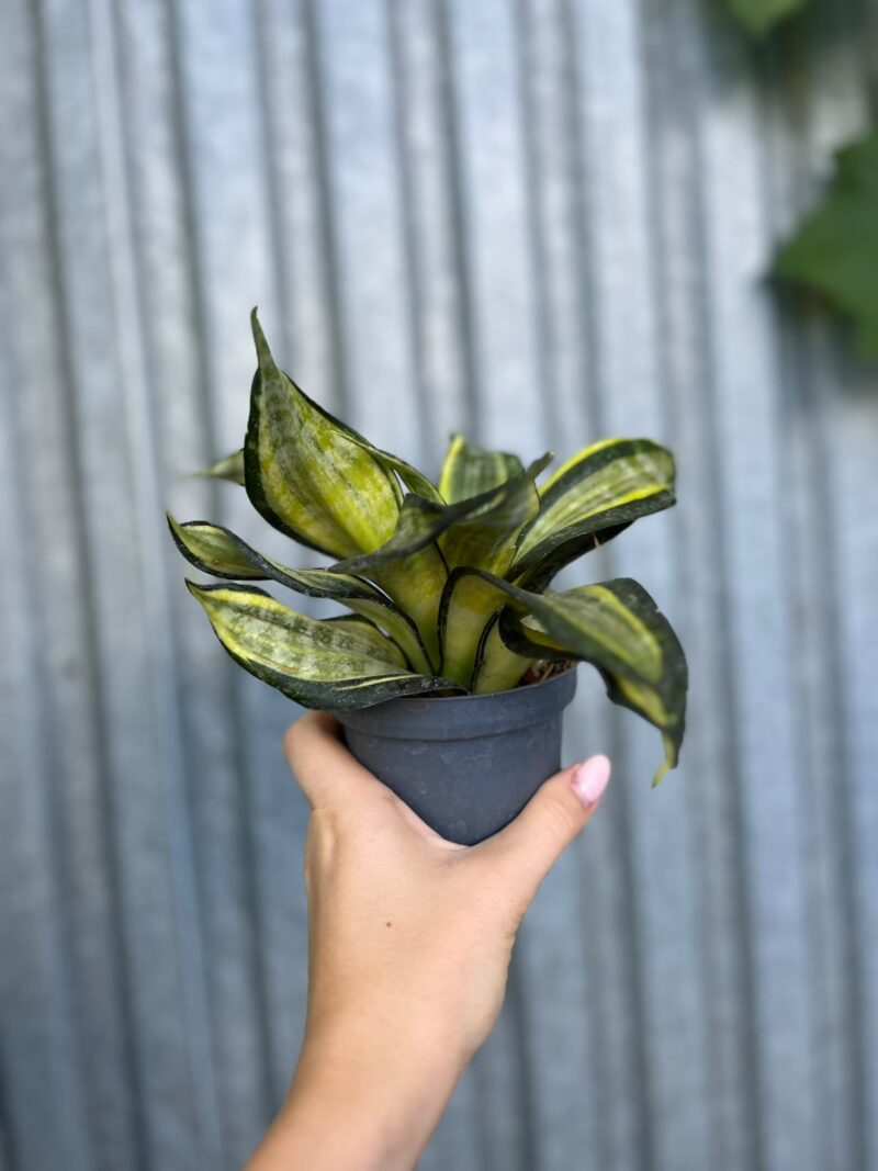 Sansevieria trifasciata Hahnii Tornado