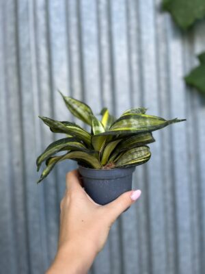 Sansevieria trifasciata Hahnii Tornado