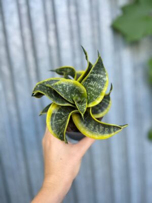 Sansevieria trifasciata Hahnii Twirl Star