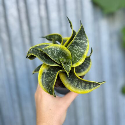 Sansevieria trifasciata Hahnii Twirl Star