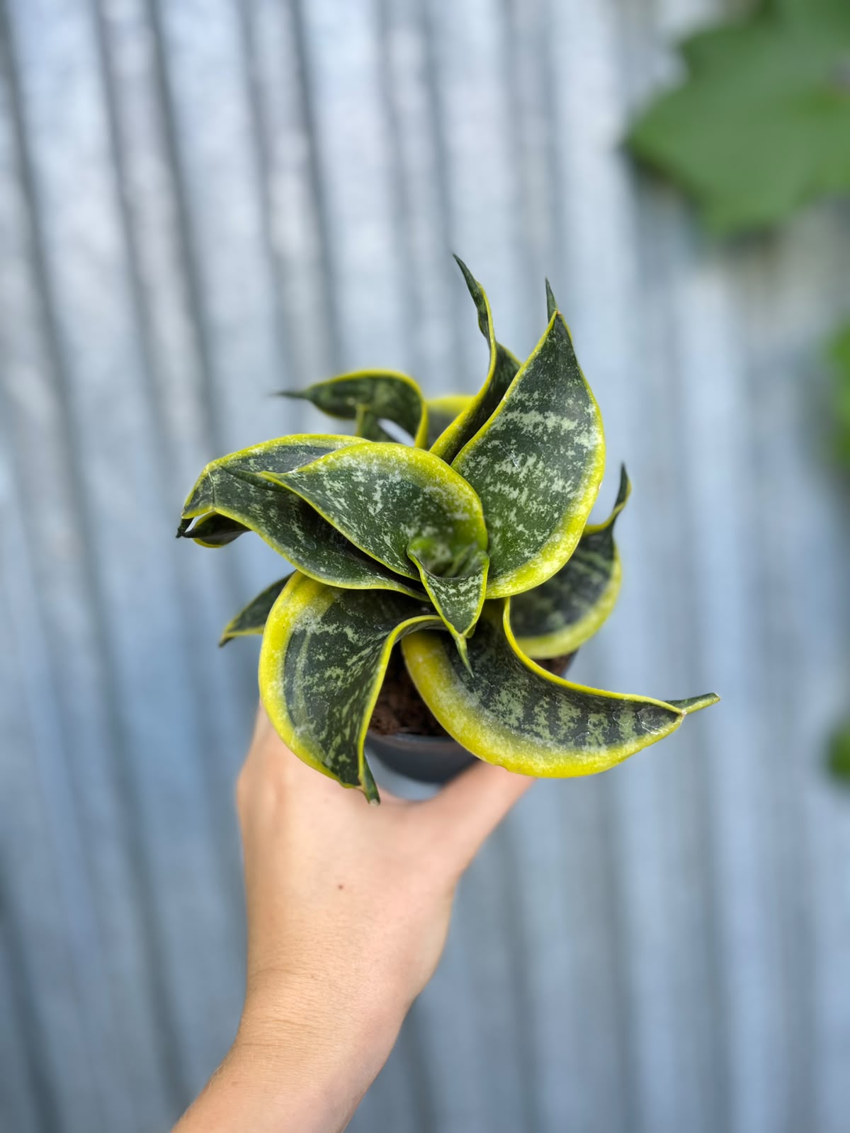 Sansevieria trifasciata Hahnii Twirl Star