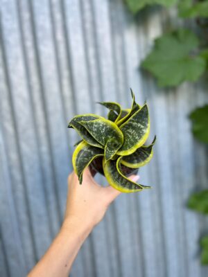 Sansevieria trifasciata Hahnii Twirl Star