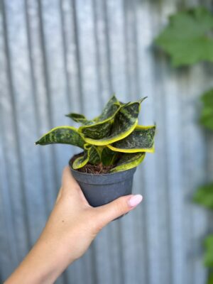 Sansevieria trifasciata Hahnii Twirl Star