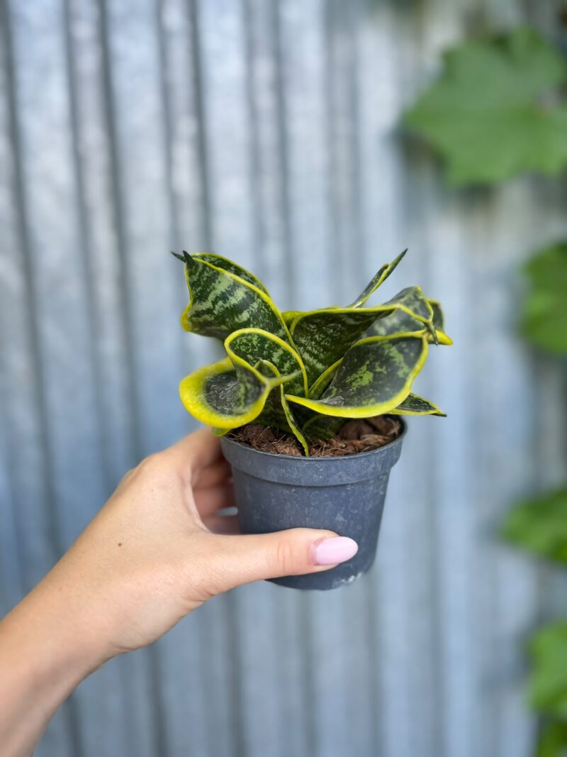 Sansevieria trifasciata Hahnii Twirl Star