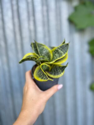Sansevieria trifasciata Hahnii Twirl Star