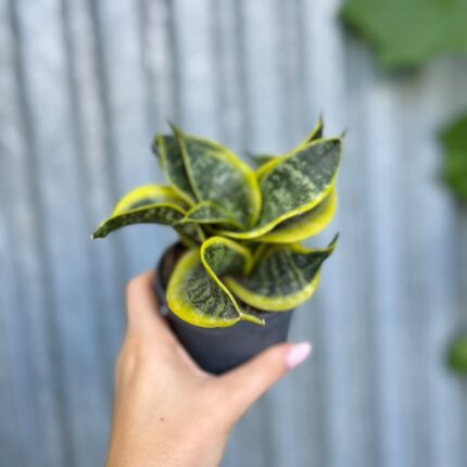 Sansevieria trifasciata Hahnii Twirl Star