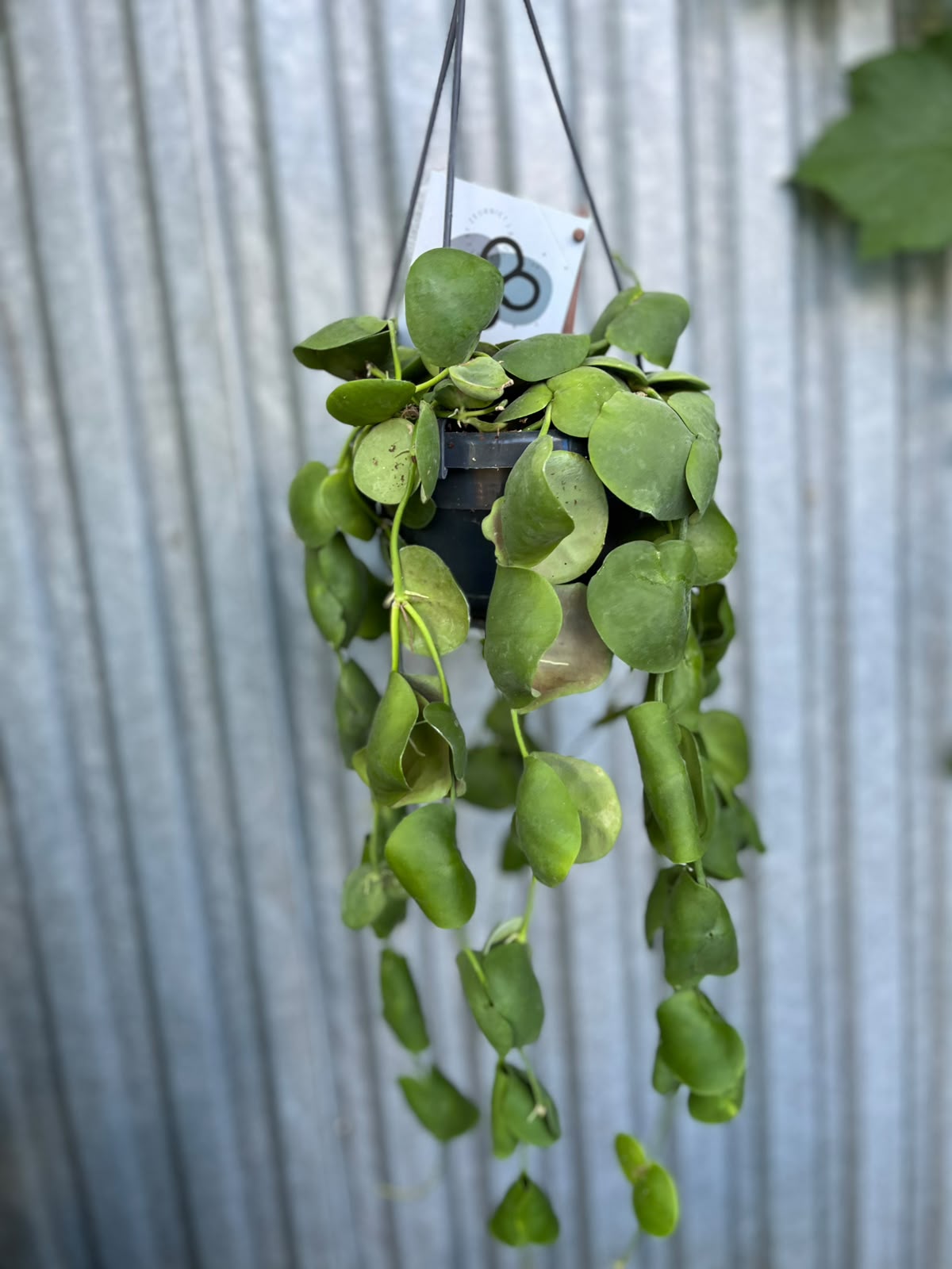 Dischidia platyphylla