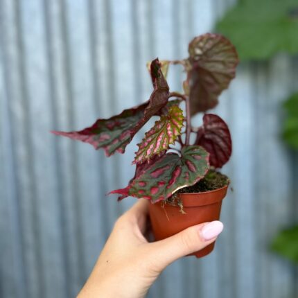 Begonia Mila’s Miracle