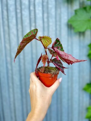 Begonia Mila’s Miracle