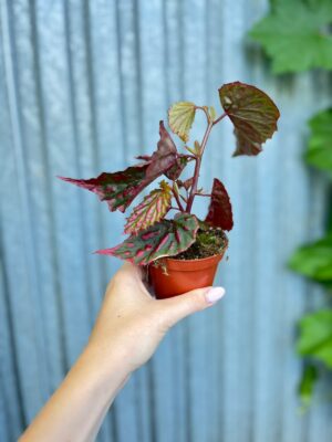 Begonia Mila’s Miracle